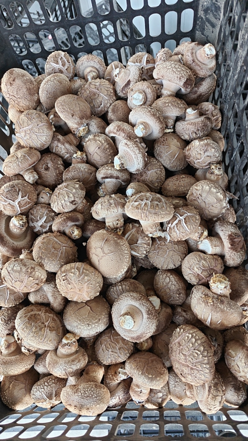鲜香菇，夏菇白面花菇，大产区稳定供货，诚邀与您携手合作！