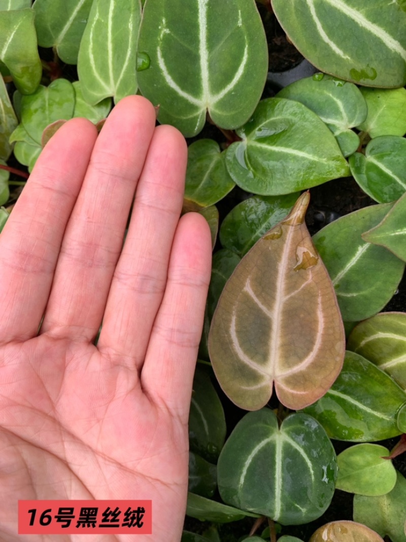 水晶花烛种苗黑丝绒自培品种基地直发