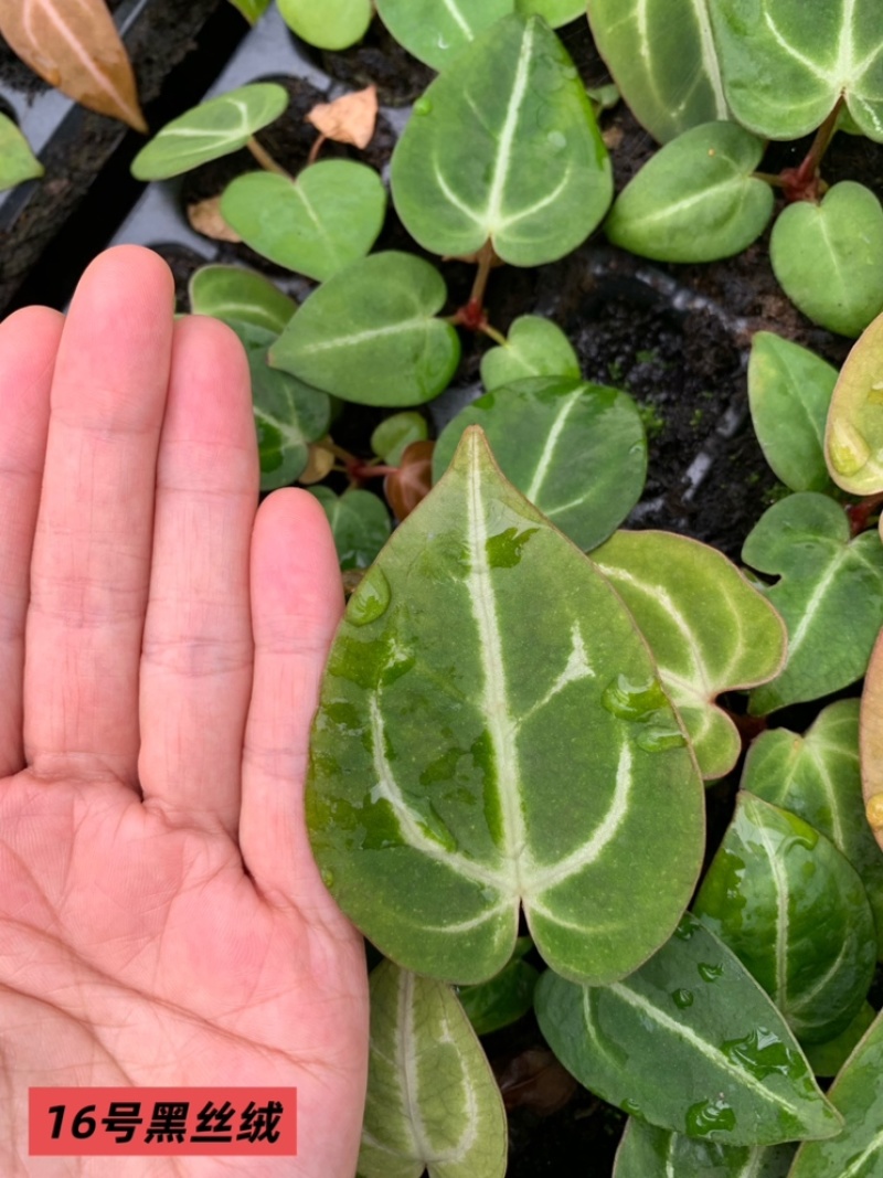 水晶花烛种苗黑丝绒自培品种基地直发