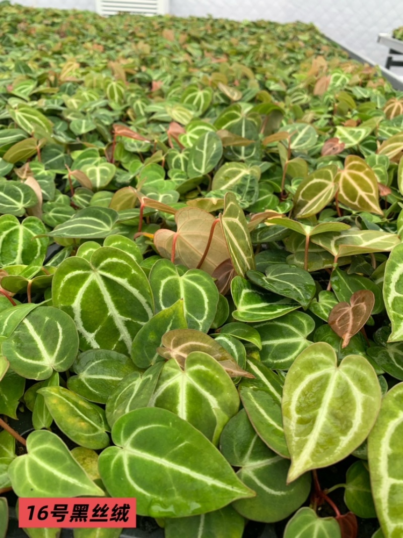 水晶花烛种苗黑丝绒自培品种基地直发