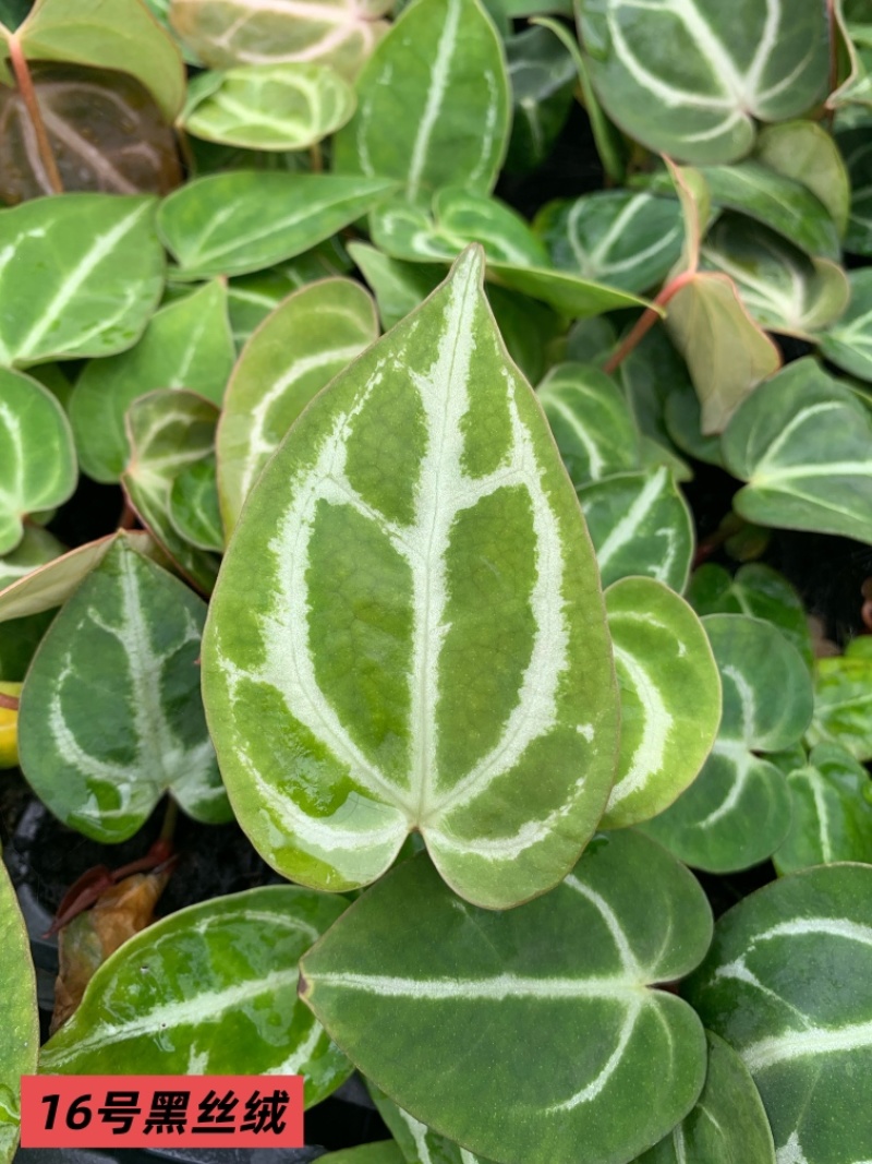 水晶花烛种苗黑丝绒自培品种基地直发