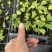 水晶花烛种苗克莱恩自培品种基地直发