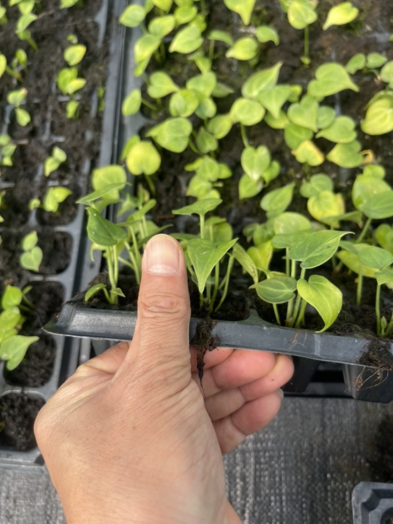 水晶花烛种苗克莱恩自培品种基地直发