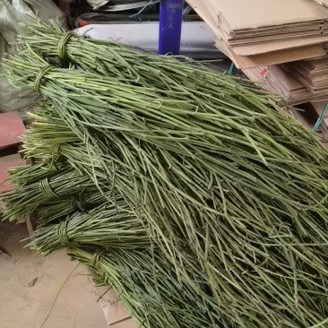 三叶青滕条精品
