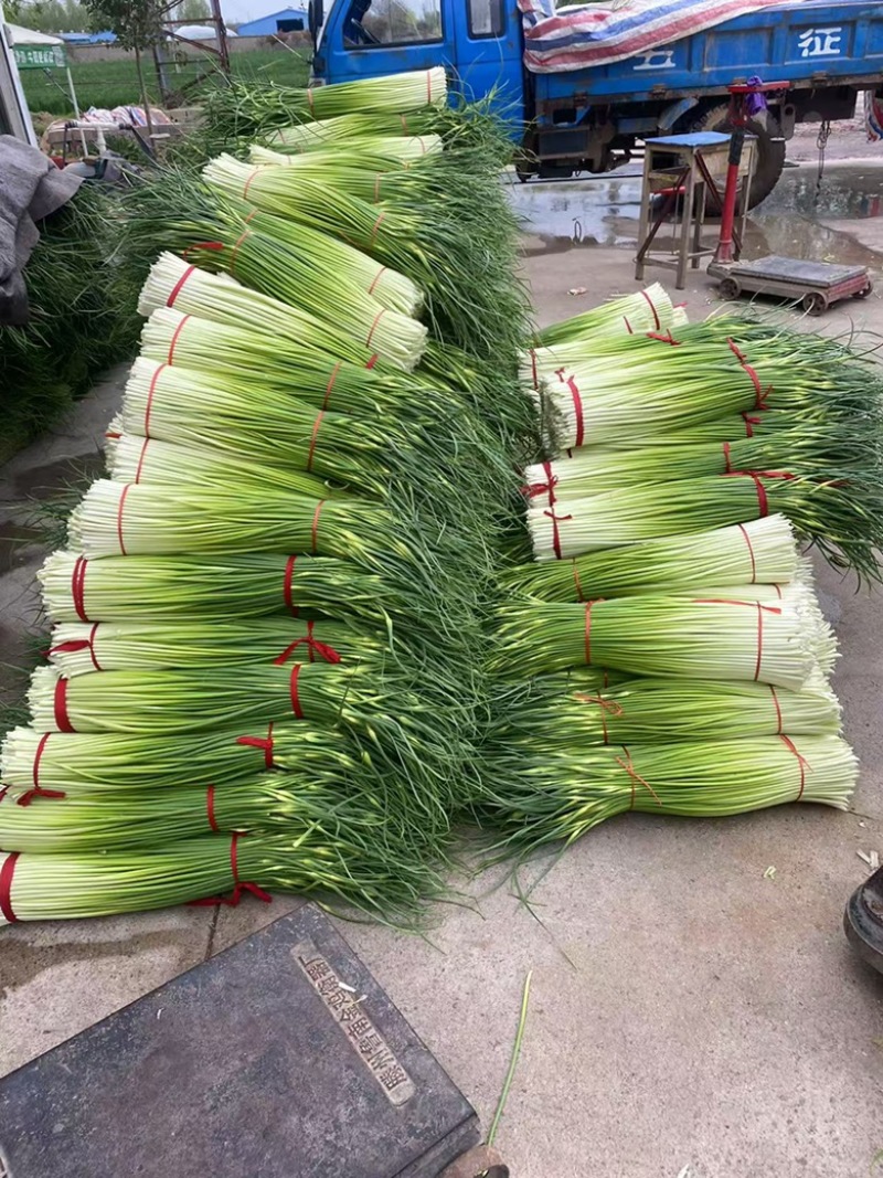 徐州丰县白帽蒜苔白帽蒜薹上货量大位置优越挑拣收货