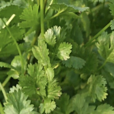 小叶香菜北京大兴庞各庄STEM+课程基地东区