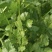 小叶香菜北京大兴庞各庄STEM+课程基地东区