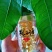 灵芝孢子粉灵芝孢子油品种都有供应齐全量大从优