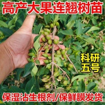连翘树苗5号连翘苗高产大果连翘耐寒耐旱荒地坡地种植