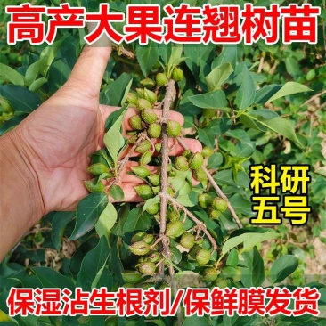连翘树苗5号连翘苗高产大果连翘耐寒耐旱荒地坡地种植
