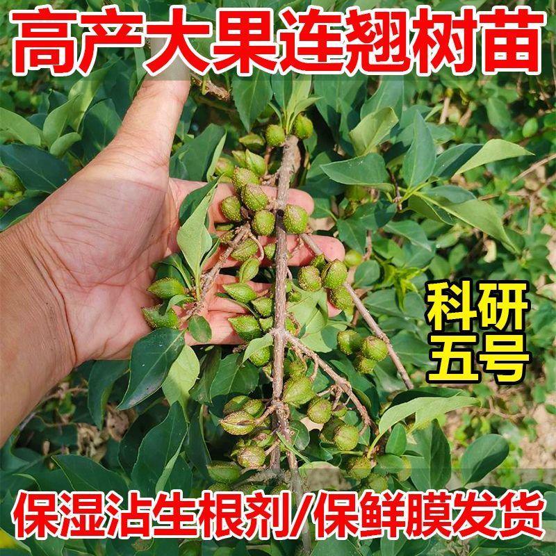 连翘树苗5号连翘苗高产大果连翘耐寒耐旱荒地坡地种植