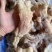 牛蹄筋全熟水煮牛脚筋（无水发无碱）厂家直供品质好