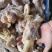牛蹄筋全熟水煮牛脚筋（无水发无碱）厂家直供品质好
