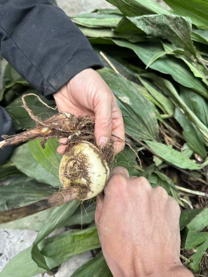 毛慈菇诚信经营可供全国可供大户可供小户