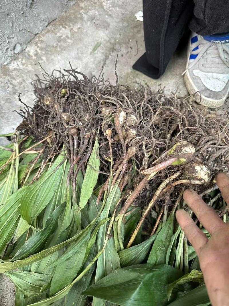 毛慈菇诚信经营可供全国可供大户可供小户
