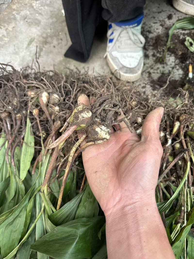 毛慈菇诚信经营可供全国可供大户可供小户