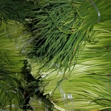 60-70公分，云南保山蒜苔品质好精品蒜苔