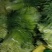 60-70公分，云南保山蒜苔品质好精品蒜苔