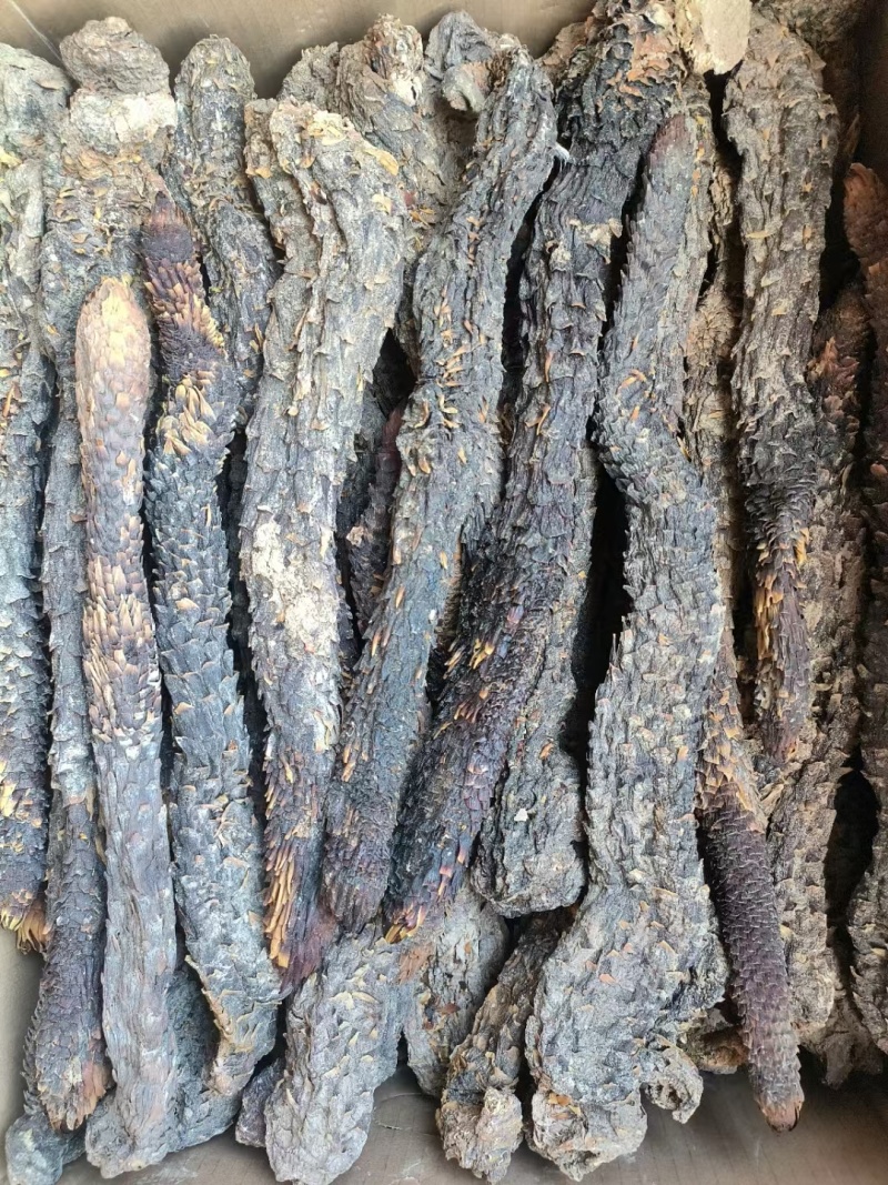 精品荒漠肉苁蓉种植原厂，全国包邮，量大从优。有鉴定报告。
