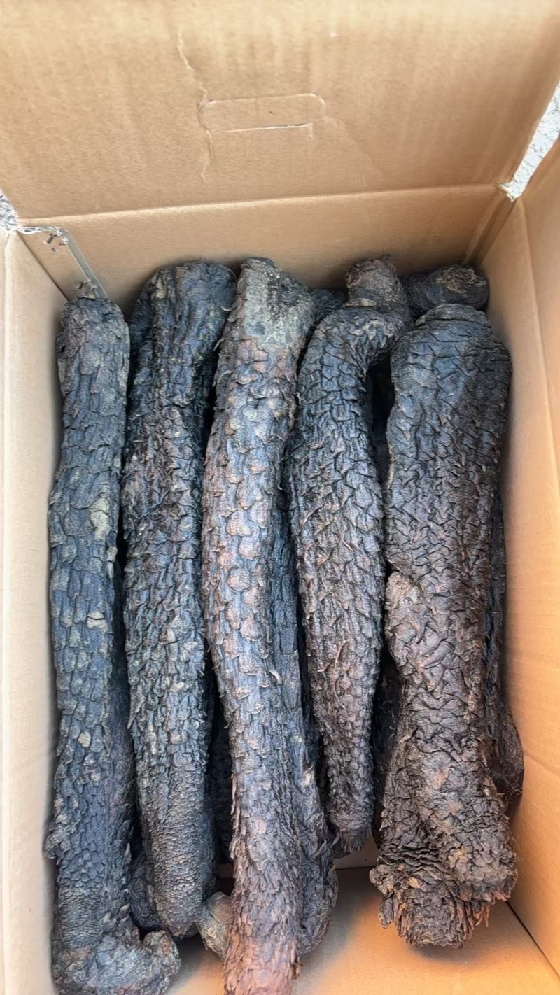 精品荒漠肉苁蓉种植原厂，全国包邮，量大从优。有鉴定报告。