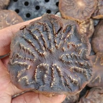 精选荒漠肉苁蓉，原厂直发，长期供货，全国包邮。价格实惠