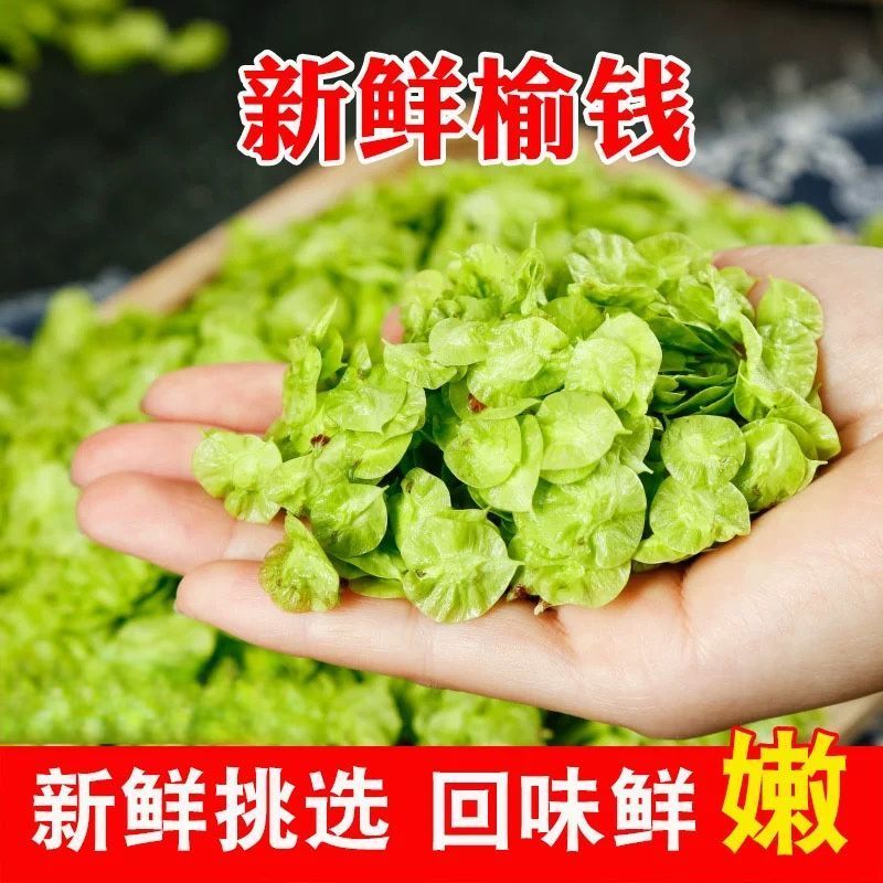 榆钱，新鲜一件代发，对接批发市场商超，社区团购，精品保证