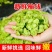 现货鲜榆钱持续到5月20日都现摘现发