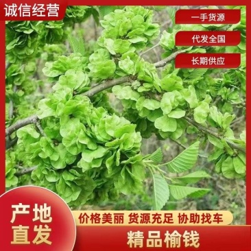 榆钱，一件代发，对接电商，批发市场，社区团购，保证质量
