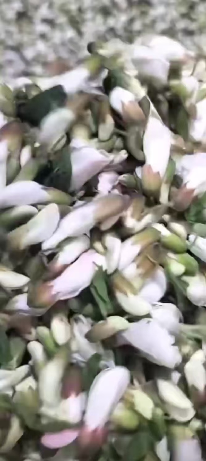 鲜洋槐花，对接电商，批发市场，社区团购商超精品保证