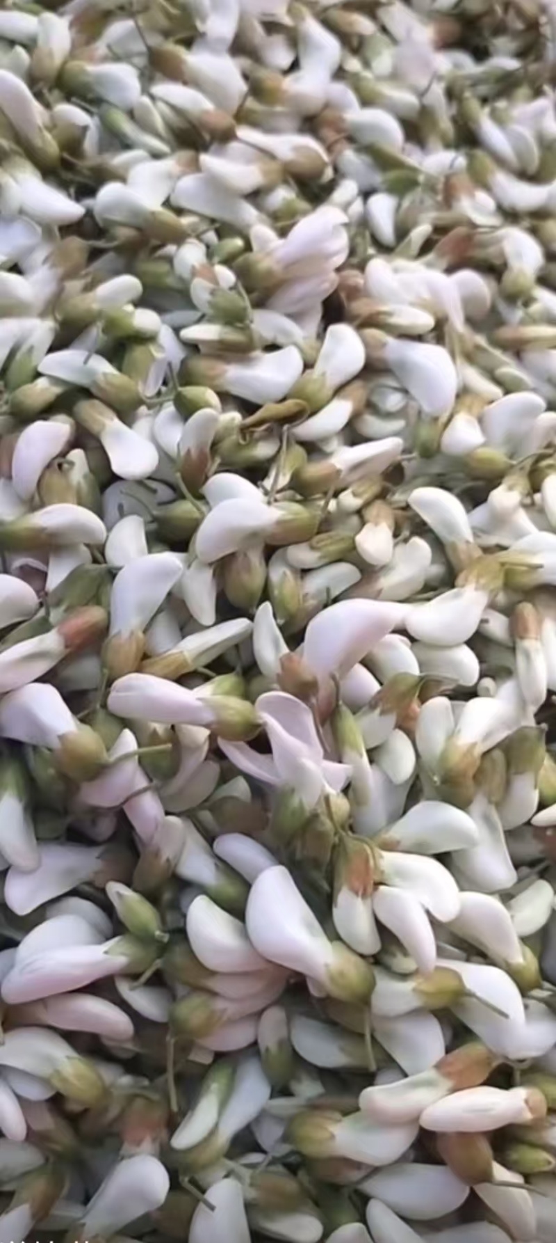 鲜洋槐花，对接电商，批发市场，社区团购商超精品保证
