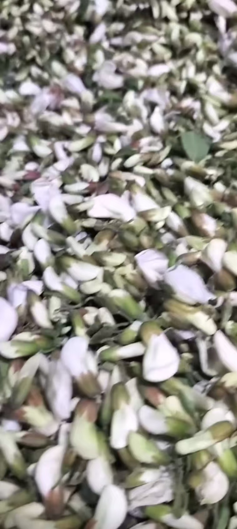 鲜洋槐花，对接电商，批发市场，社区团购商超精品保证