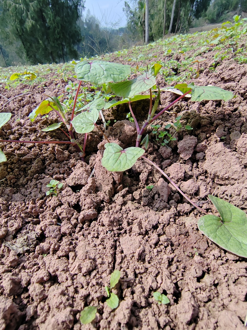 金荞麦（重庆市千亩种植基地）