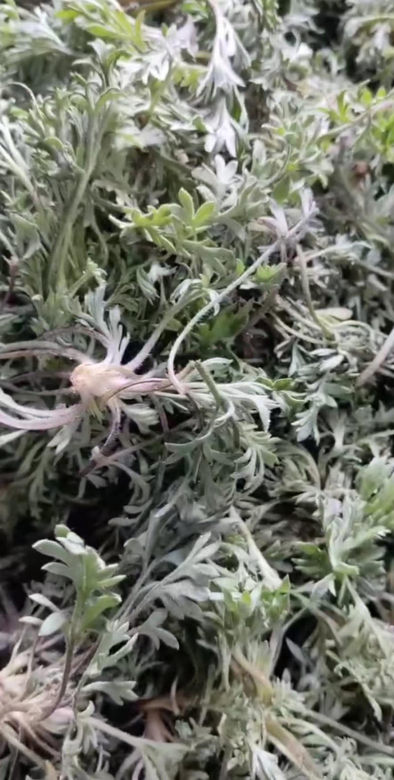 白蒿新鲜茵陈一件代发对接电商批发市场社区团购商超精品保证