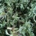 白蒿新鲜茵陈一件代发对接电商批发市场社区团购商超精品保证