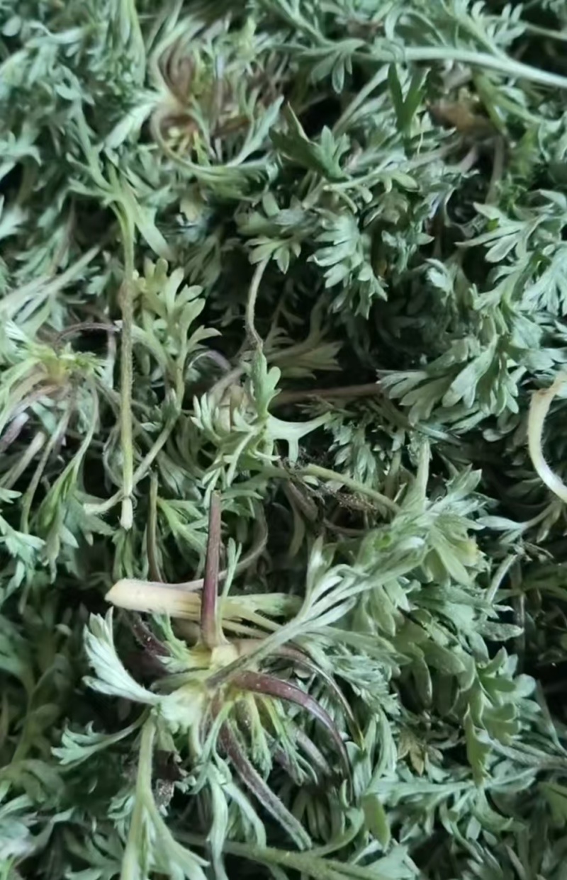 白蒿新鲜茵陈一件代发对接电商批发市场社区团购商超精品保证