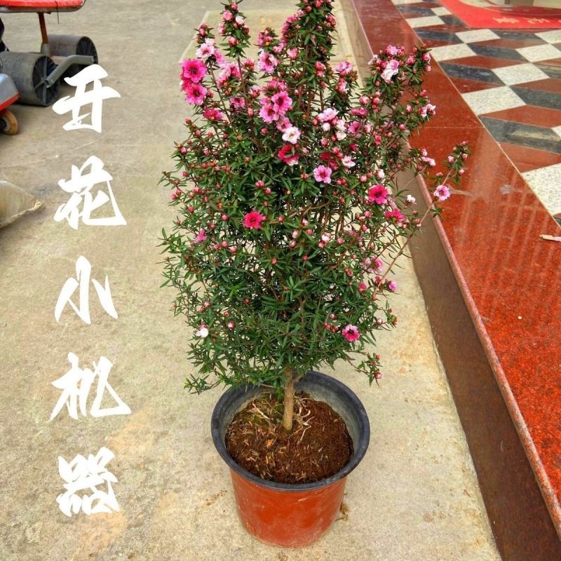 澳洲松红梅质量保证直播靓货基地直销