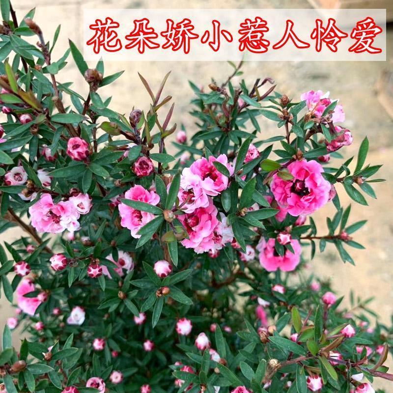 澳洲松红梅质量保证直播靓货基地直销