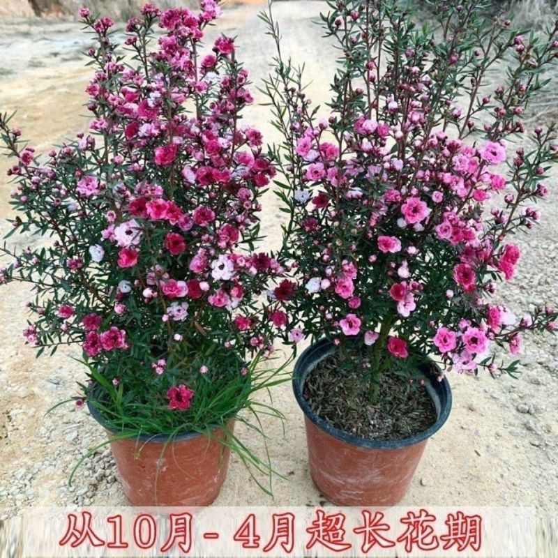 澳洲松红梅质量保证直播靓货基地直销