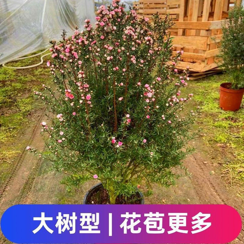 澳洲松红梅质量保证直播靓货基地直销