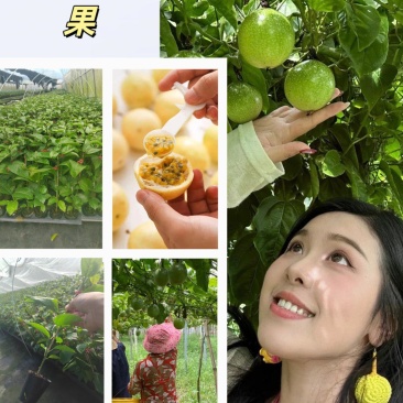 广西精品钦蜜九号黄金百香果苗新鲜种苗水果苗全部现货