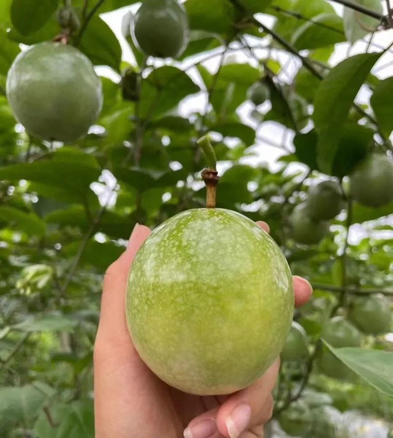 广西精品钦蜜九号黄金百香果苗新鲜种苗水果苗全部现货