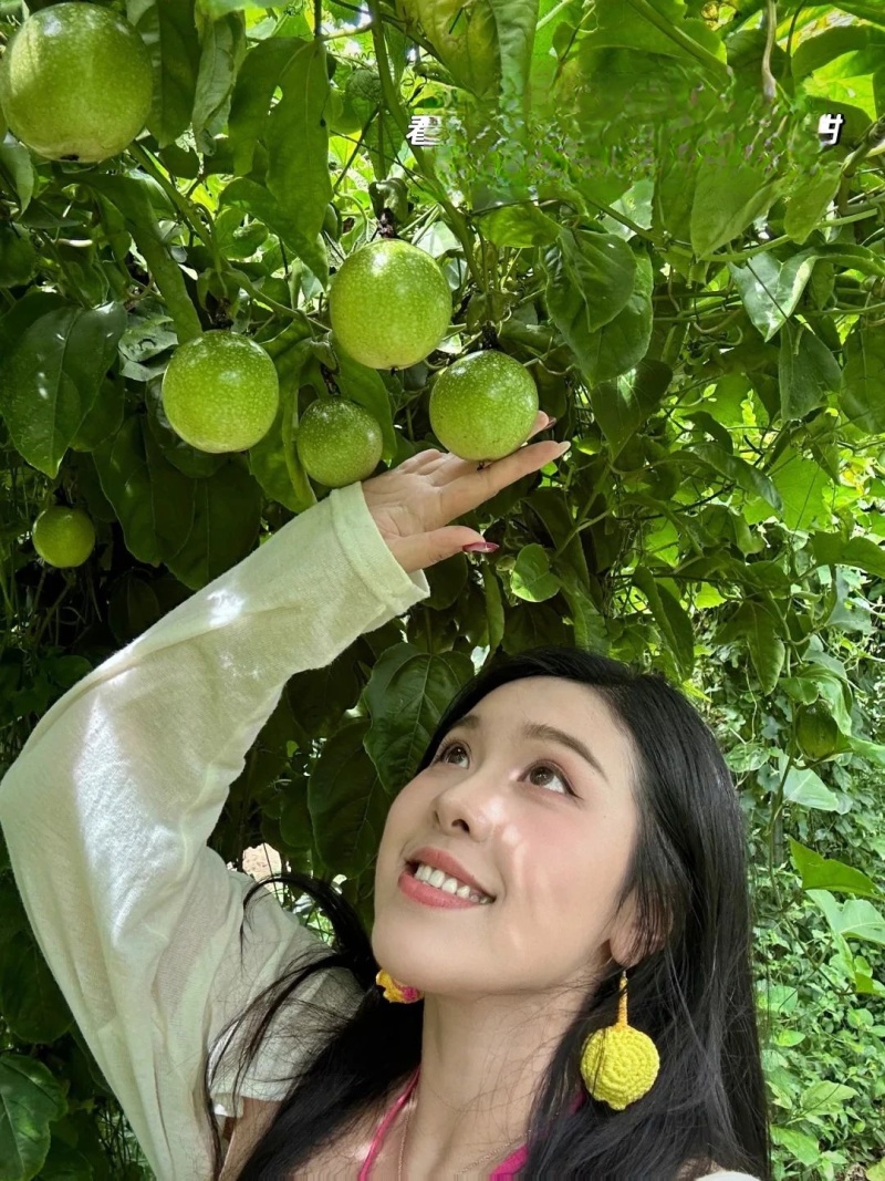 广西精品钦蜜九号黄金百香果苗新鲜种苗水果苗全部现货