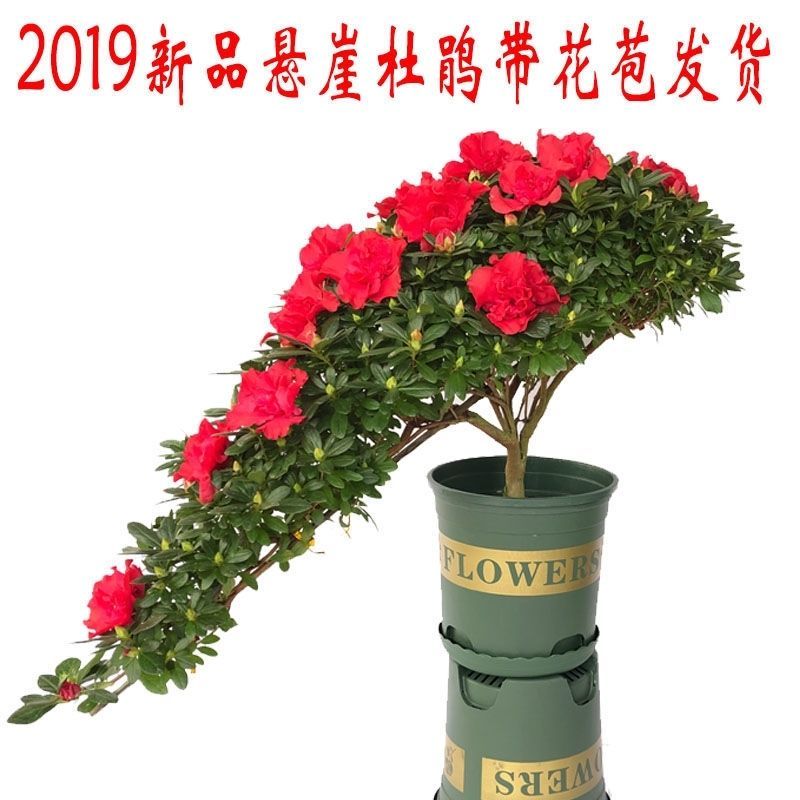 造型游6层龙杜鹃元宝小蛮腰悬崖质量保证基地直销
