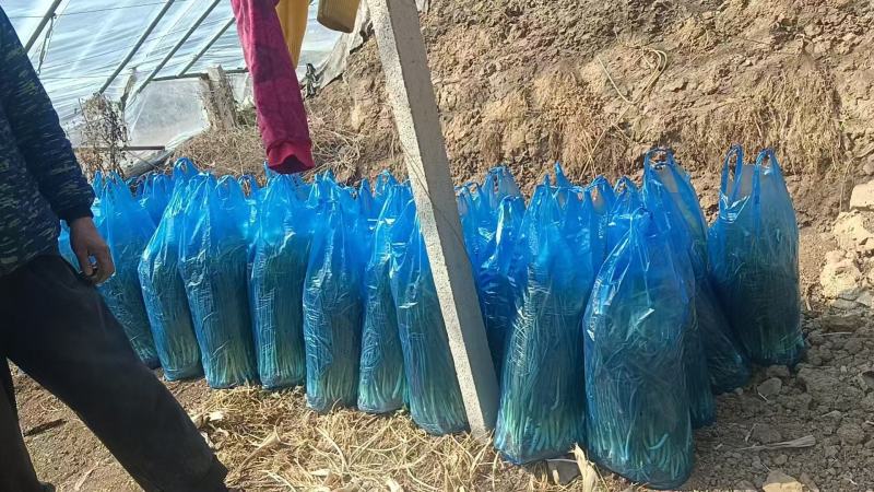 本地四季小䓤大量上市货源充足质量上乘欢迎大家采购