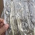 沙虫、沙虫煲汤、沙蚕、海肠