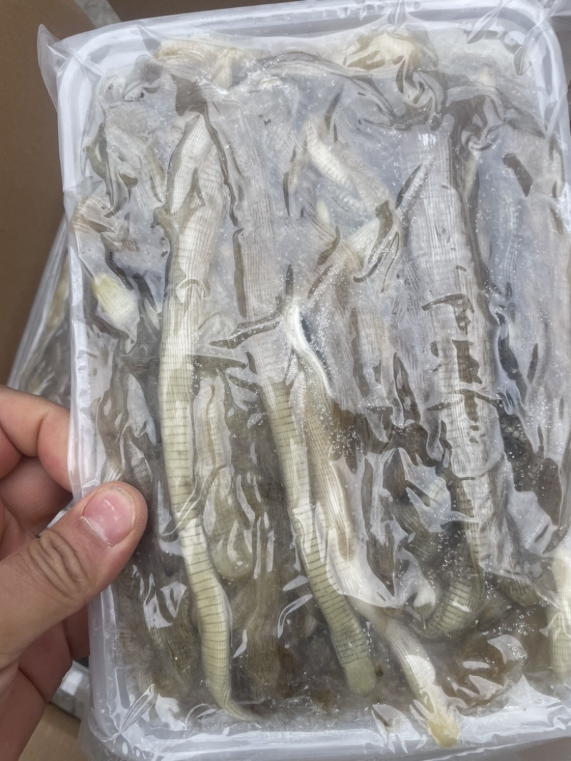 沙虫、沙虫煲汤、沙蚕、海肠