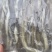 沙虫、沙虫煲汤、沙蚕、海肠