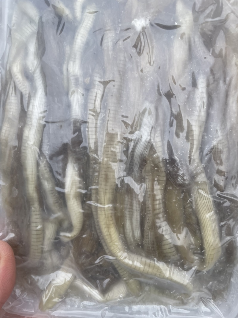 沙虫、沙虫煲汤、沙蚕、海肠