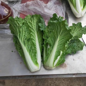 青明菜没有苔