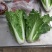 青明菜没有苔